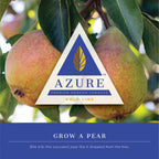 Azure Gold Line 250 gram - Hookah Junkie